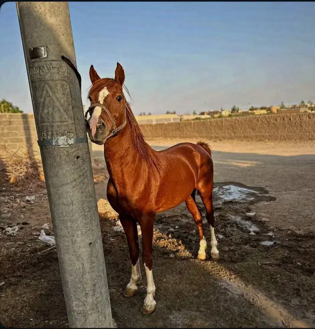 اسب نریان عرب کرد|اسب و تجهیزات اسب‌سواری|ری, جوانمرد قصاب|دیوار