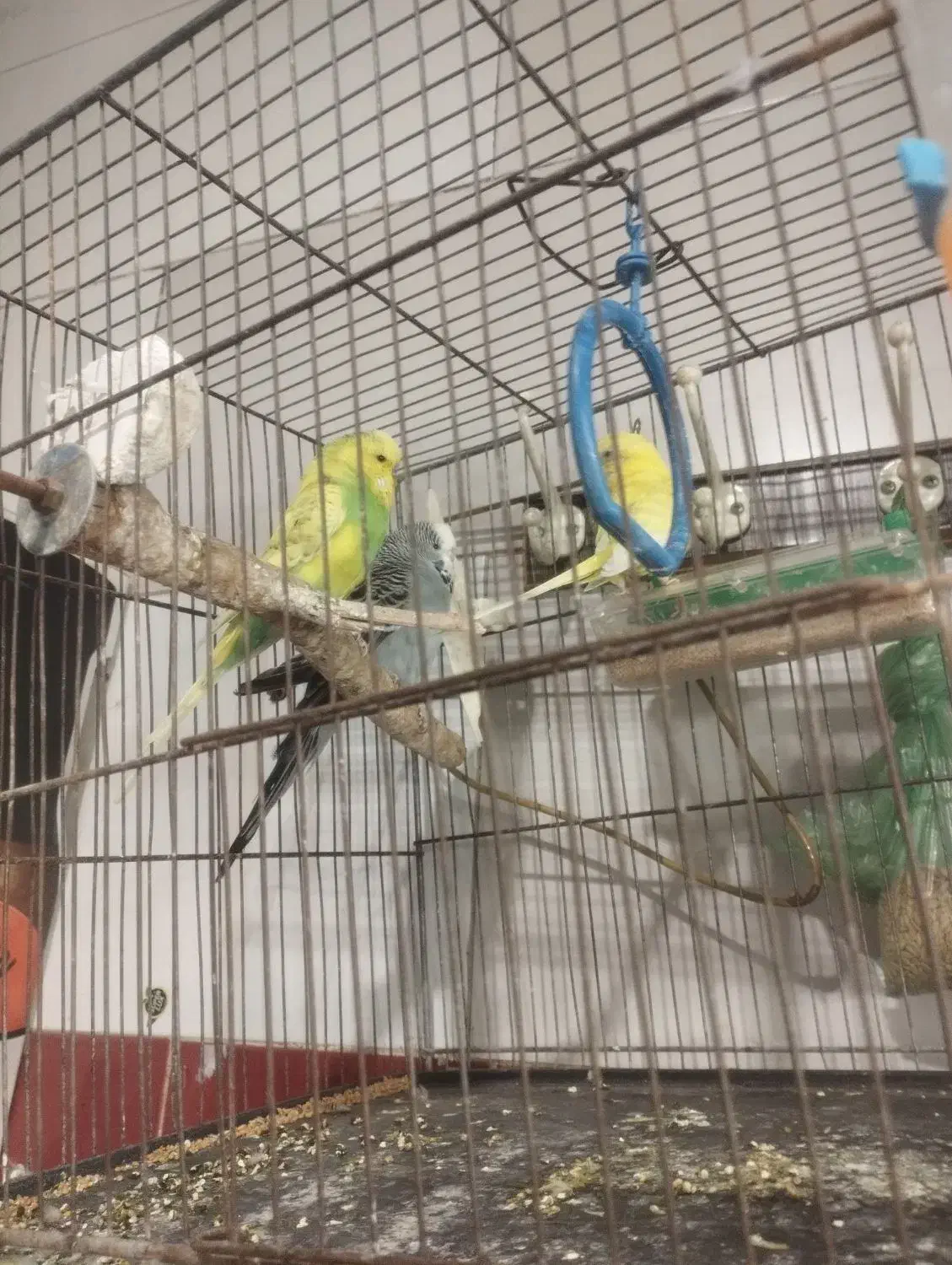 مرغ عشق|پرنده|قزوین, |دیوار