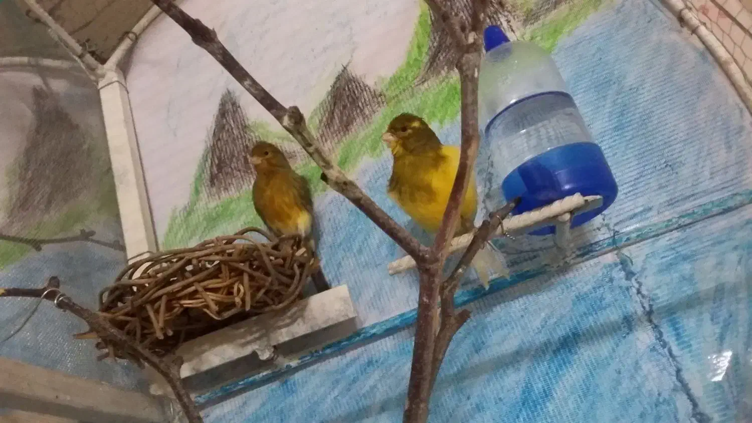 یک جفت قناری|پرنده|بیرجند, |دیوار