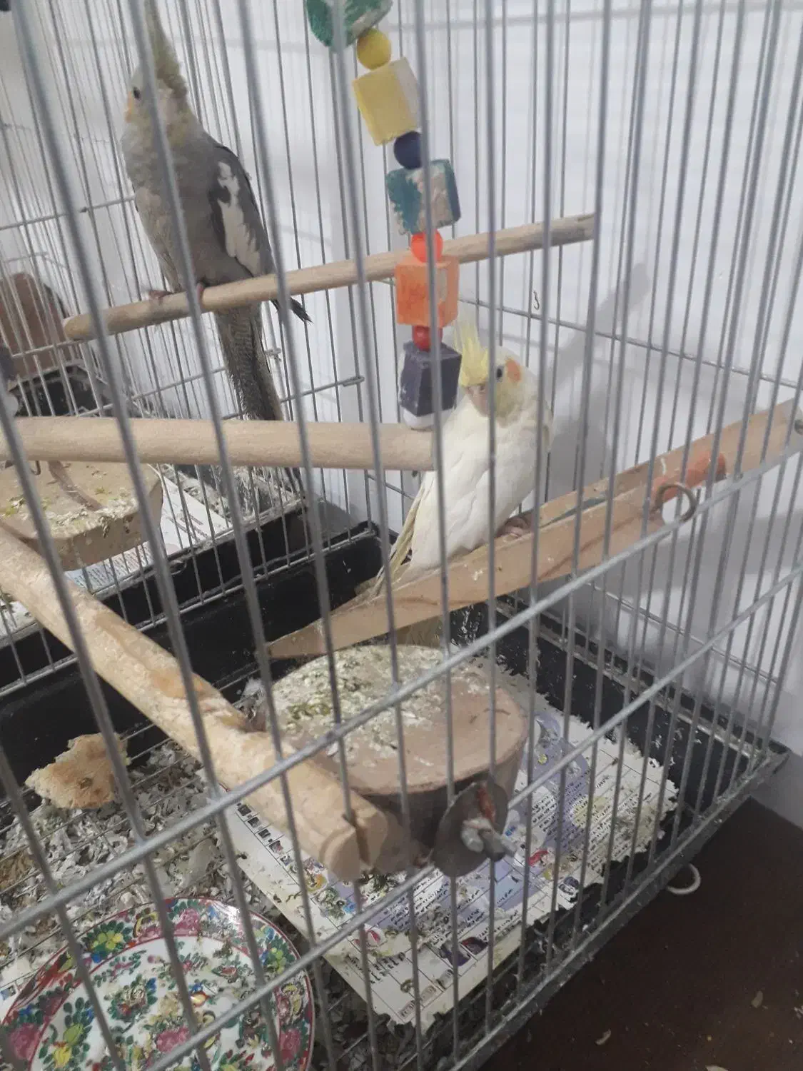 یک جفت عروس هلندی|پرنده|اقبالیه, |دیوار