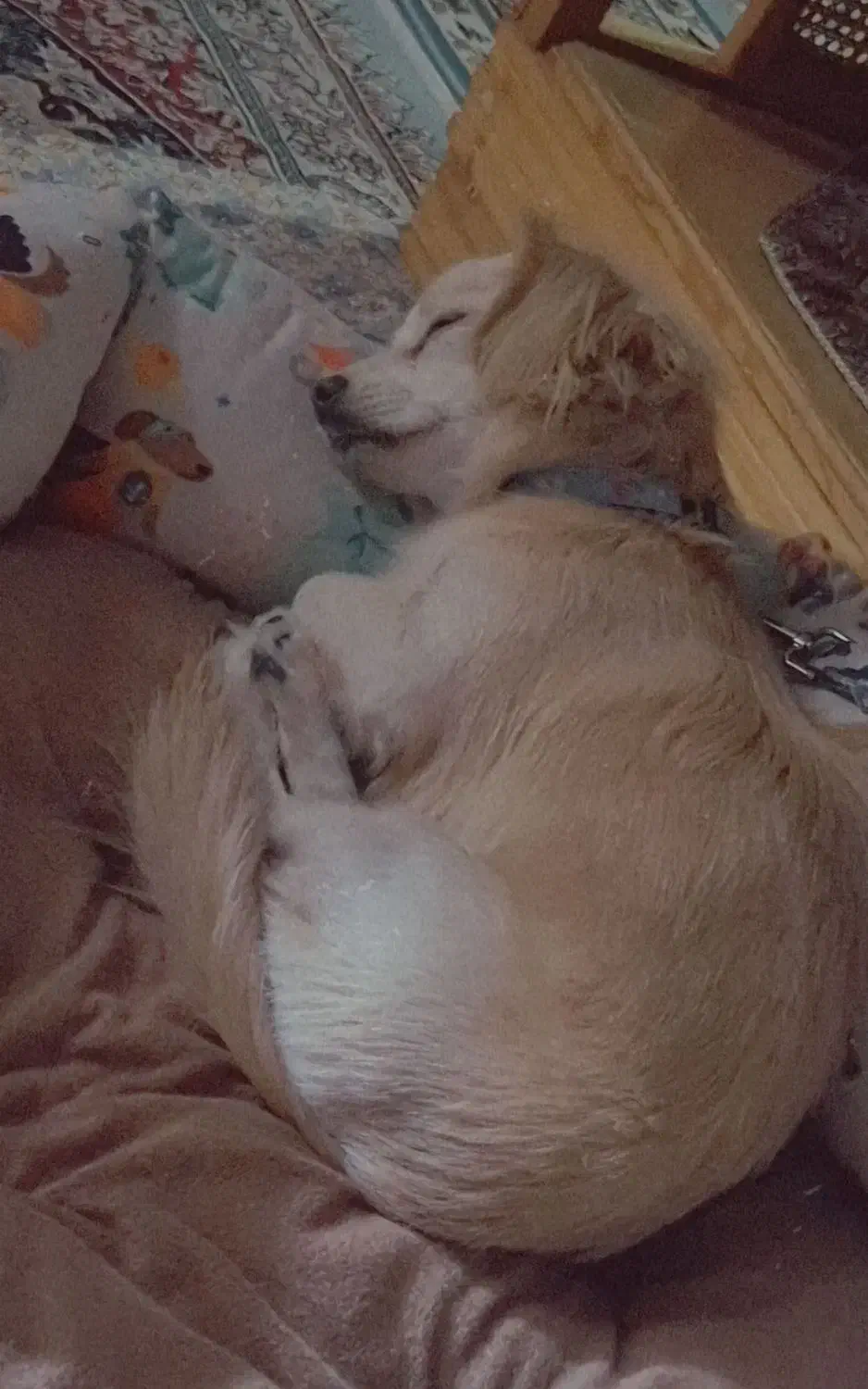 واگذاری سگ اشپیتز|سگ|شیراز, سعدیه شمالی|دیوار