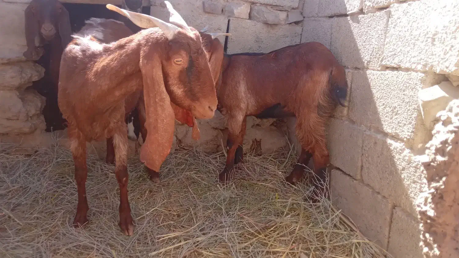 سلام دوعدد بزماده|حیوانات مزرعه|هیدوچ, |دیوار