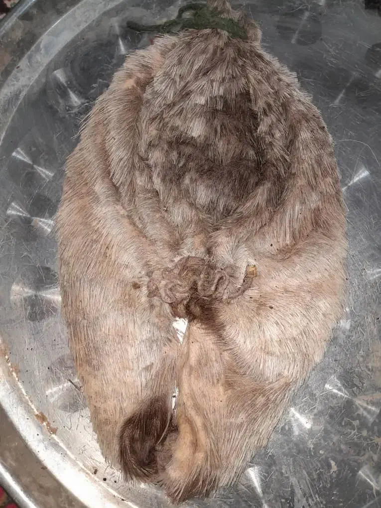 خیگ وروغن|عمدهفروشی|دهدشت, |دیوار