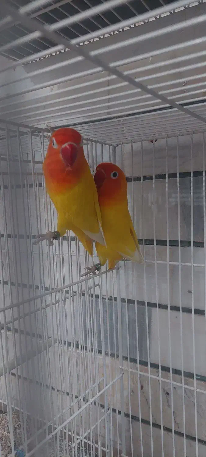 فروش جفت کوتوله و عروس هلندی خاص و زیبا|پرنده|فردوس (خراسان), |دیوار