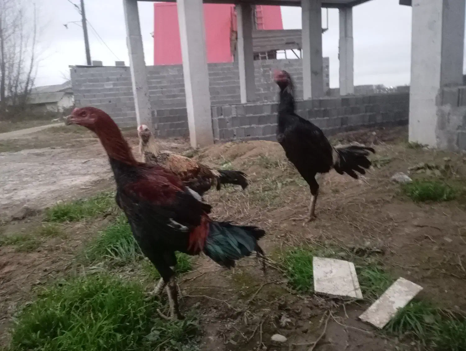 خروس لاری|حیوانات مزرعه|زیباکنار, |دیوار