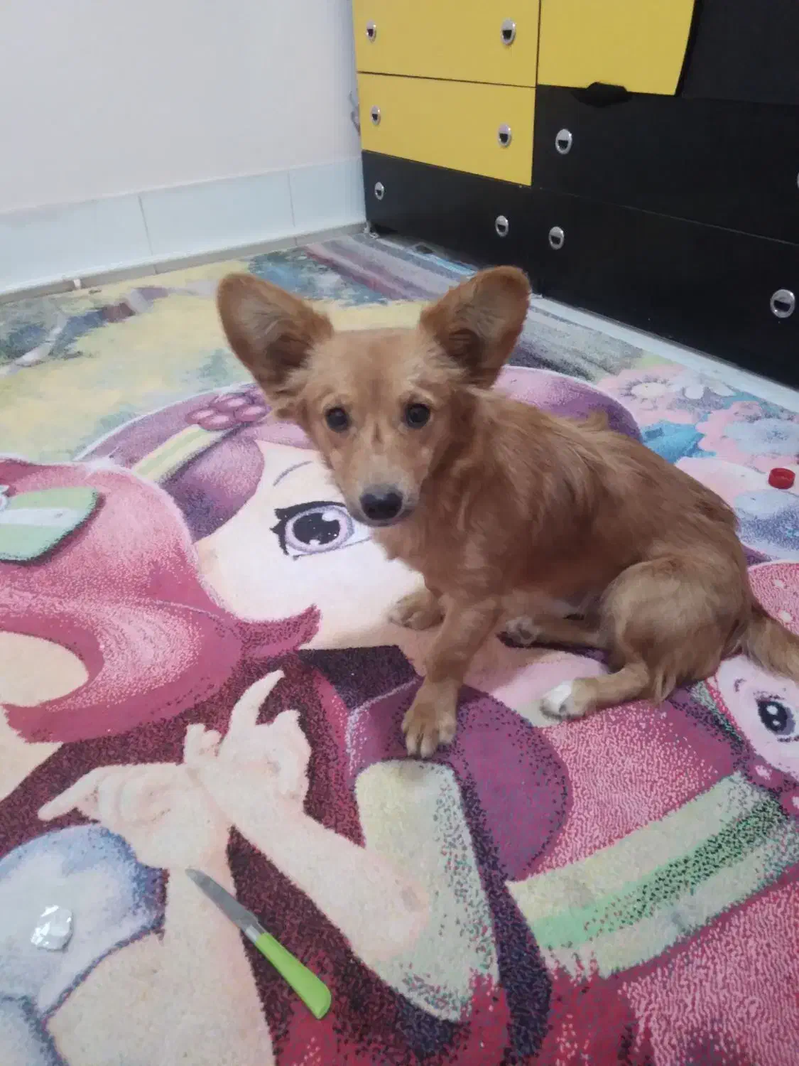 توله نرپاپی|سگ|حبیب آباد, |دیوار