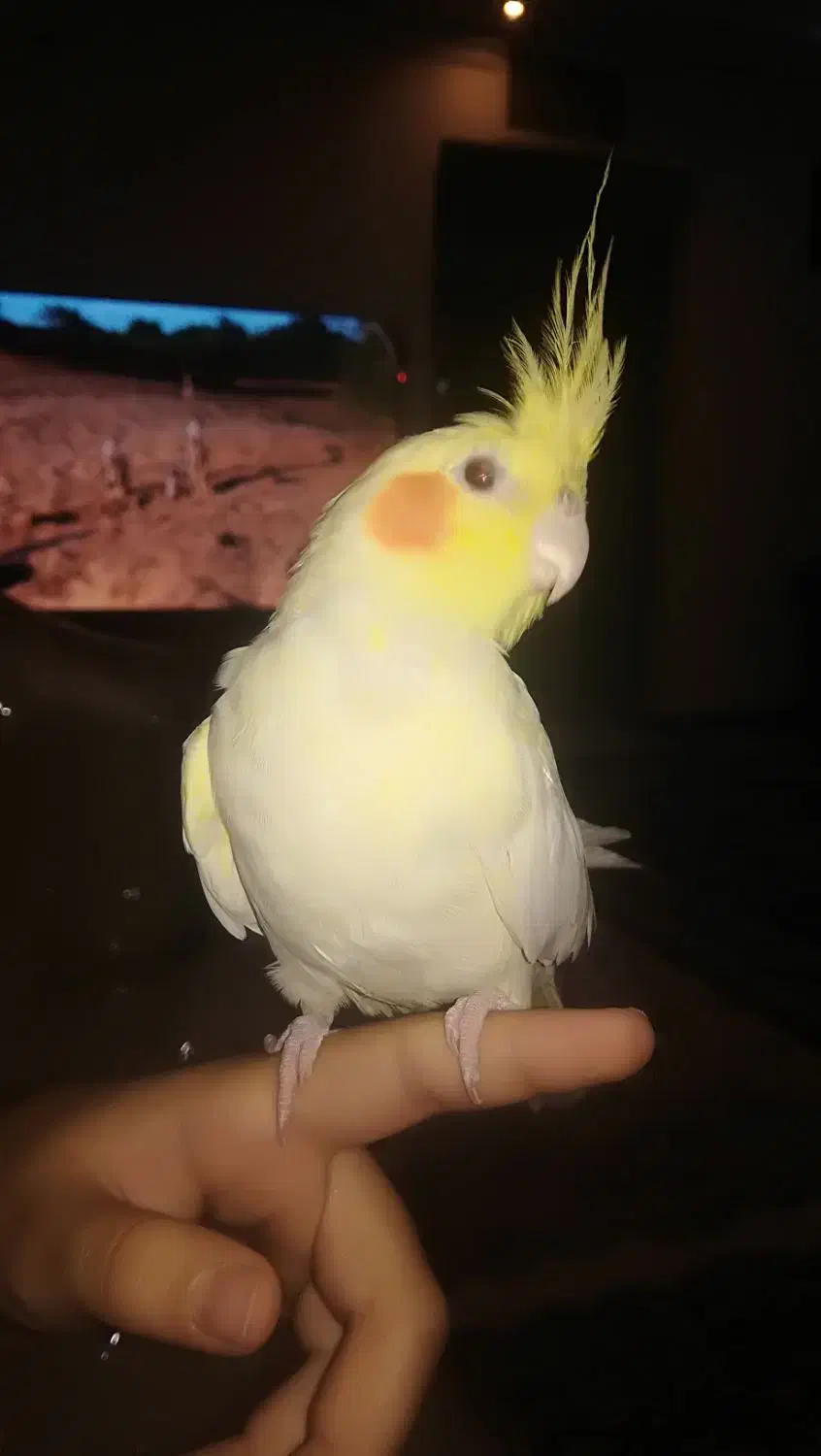 عروس هلندی جفت|پرنده|تهران, ائمه اطهار|دیوار