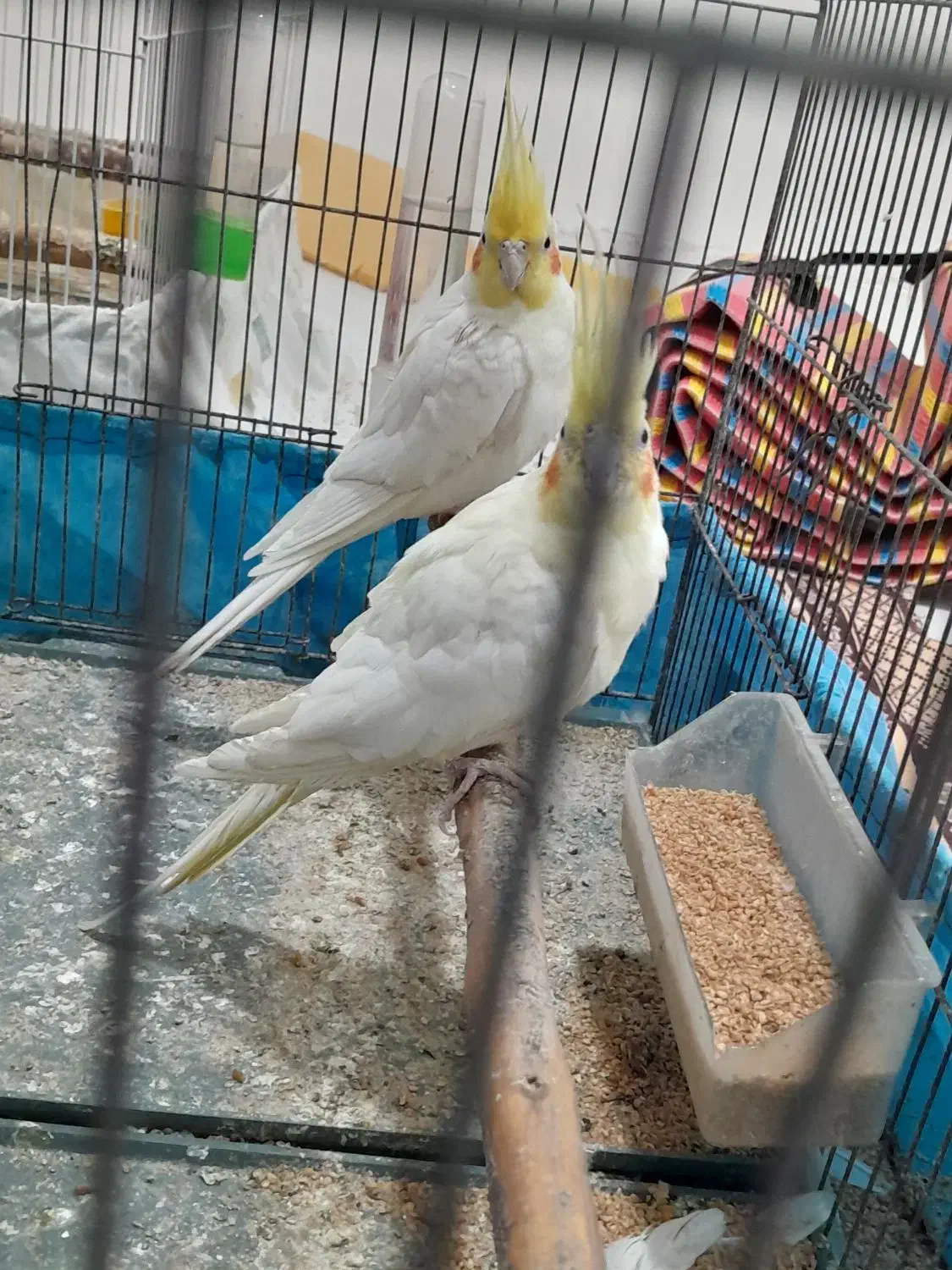 طوطی عروس لوتینو مولد|پرنده|شوشتر, |دیوار