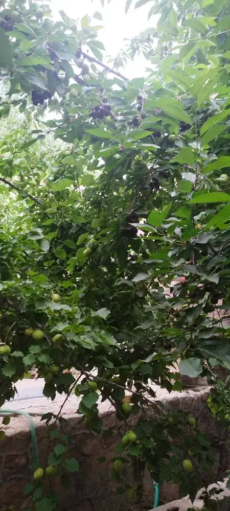 خونه باغ بسیاز زیبا ونقلی طزرجان|فروش خانه و ویلا|تفت, |دیوار