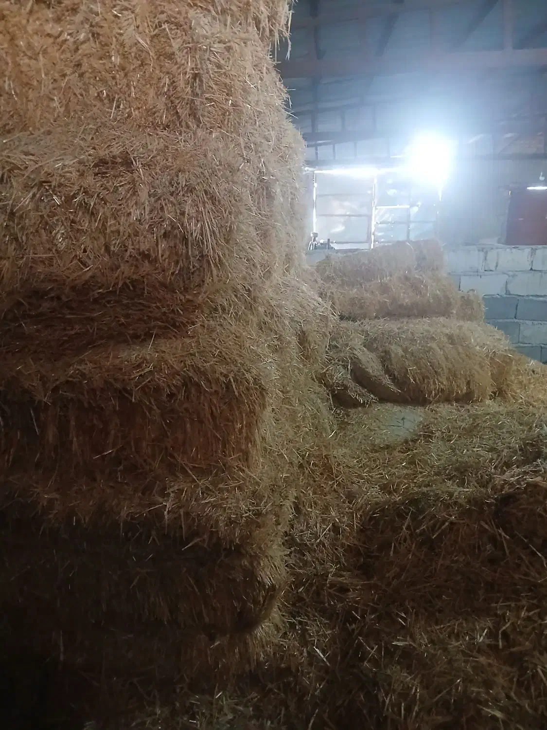 کاو و کلش|حیوانات مزرعه|کبودرآهنگ, |دیوار