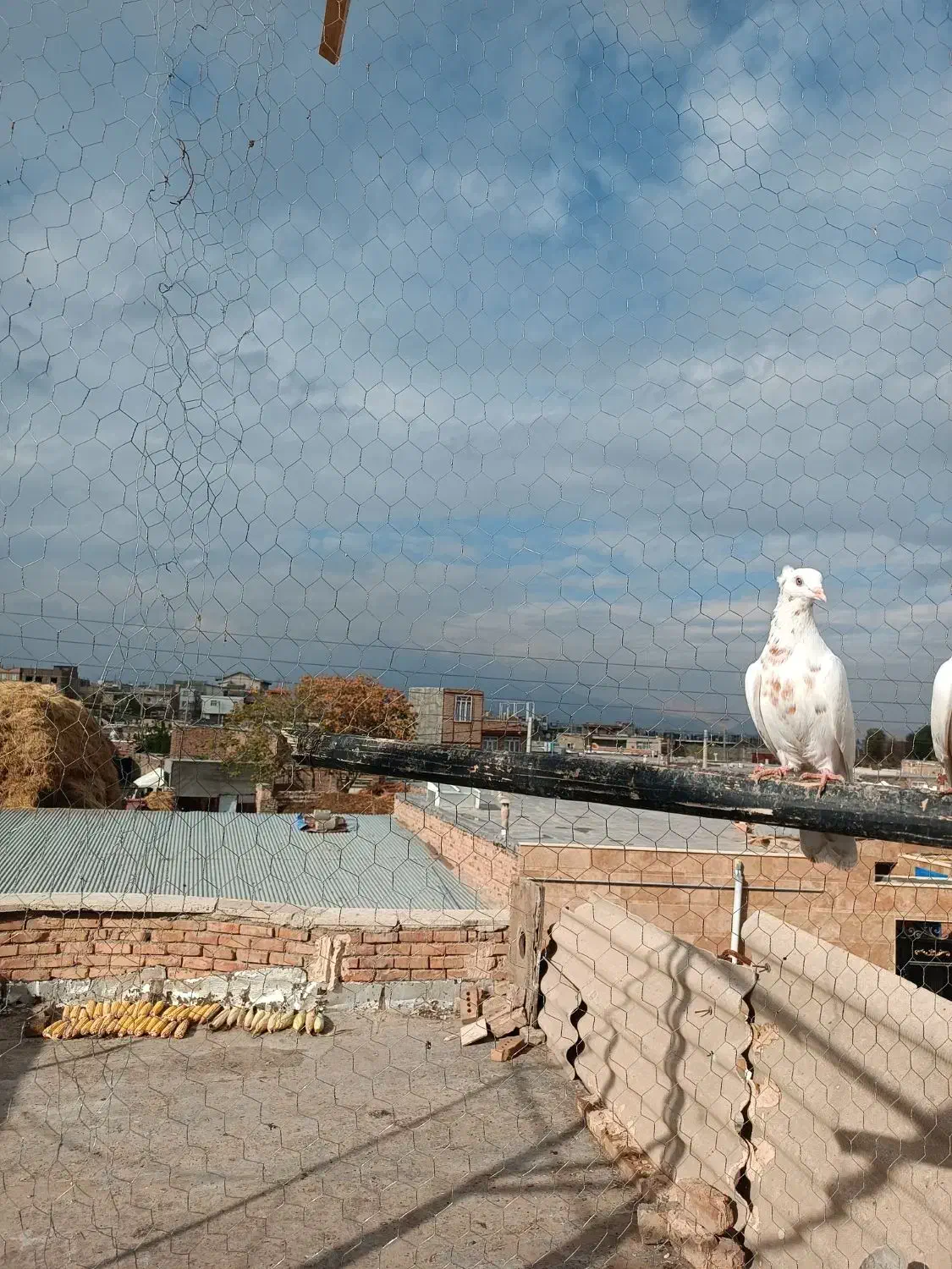 چهارعددماده|پرنده|خوی, |دیوار