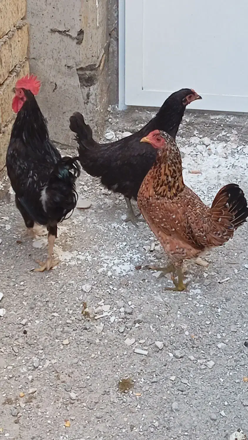 سلام فروش دو عددمرغ ویک خروس|حیوانات مزرعه|بندر امام خمینی, |دیوار