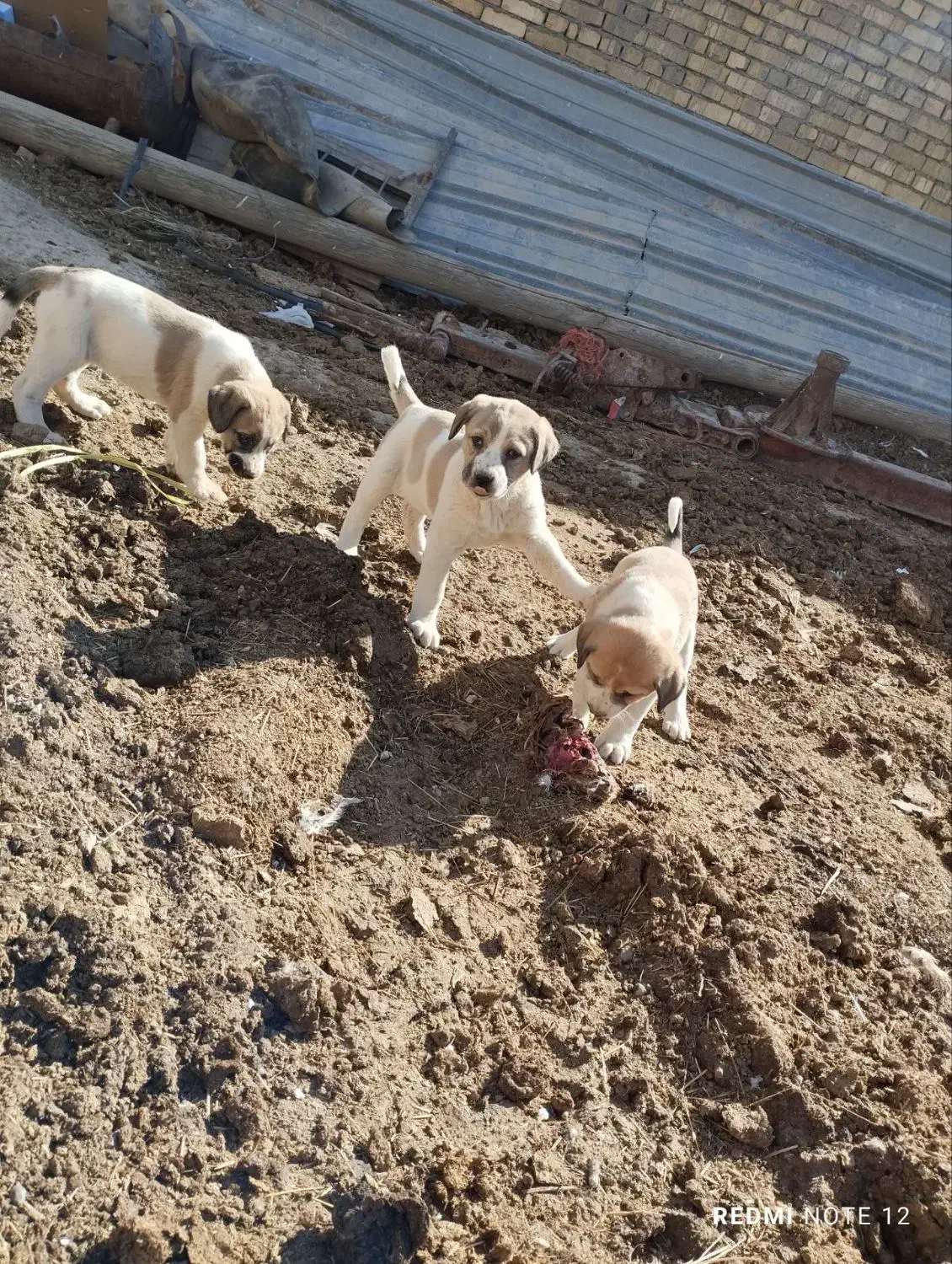 توله سگ افغان|سگ|شراء, |دیوار