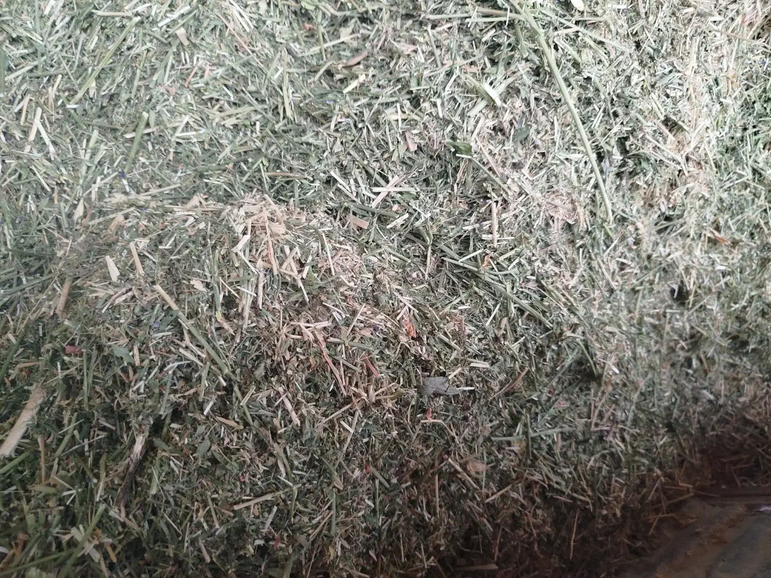 یونجه|خدمات باغبانی و درختکاری|دیواندره, |دیوار