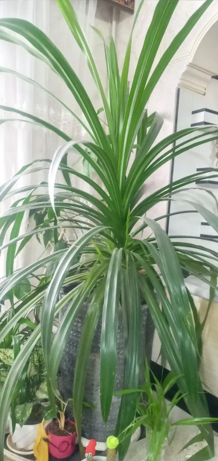 فروش گل|گل و گیاه طبیعی|اسلامشهر, شهرک سالور|دیوار