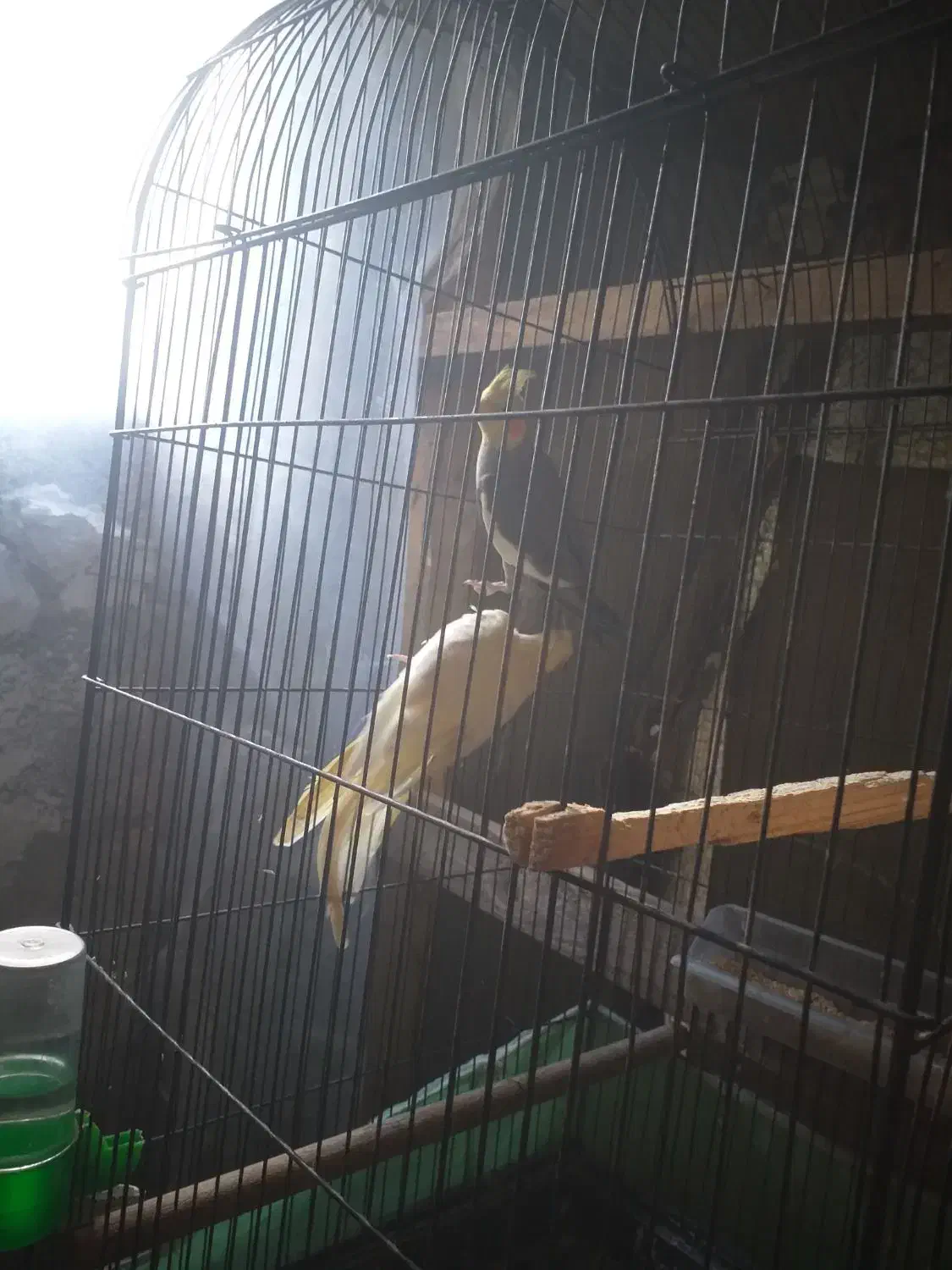 جفت عروس جفت رینبو اس|پرنده|لاهیجان, کوی استادان|دیوار