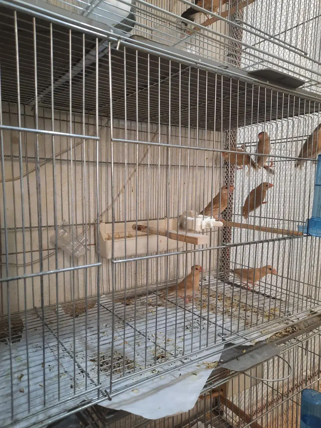 فنچ نرگسی شکلاتی|پرنده|پاکدشت, پاکدشت (مامازند)|دیوار