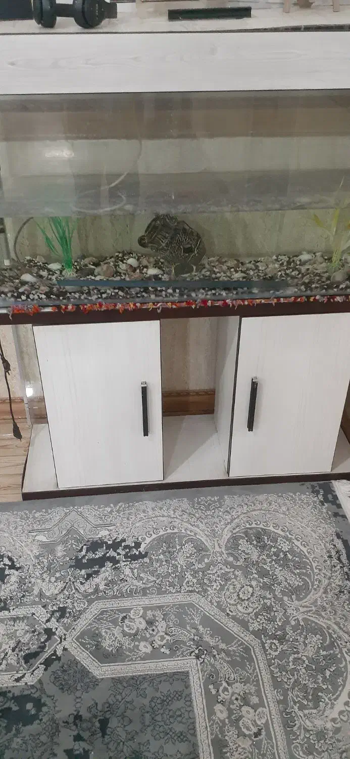 آکواریوم درحدنو|ماهی|پاکدشت, پاکدشت (مامازند)|دیوار