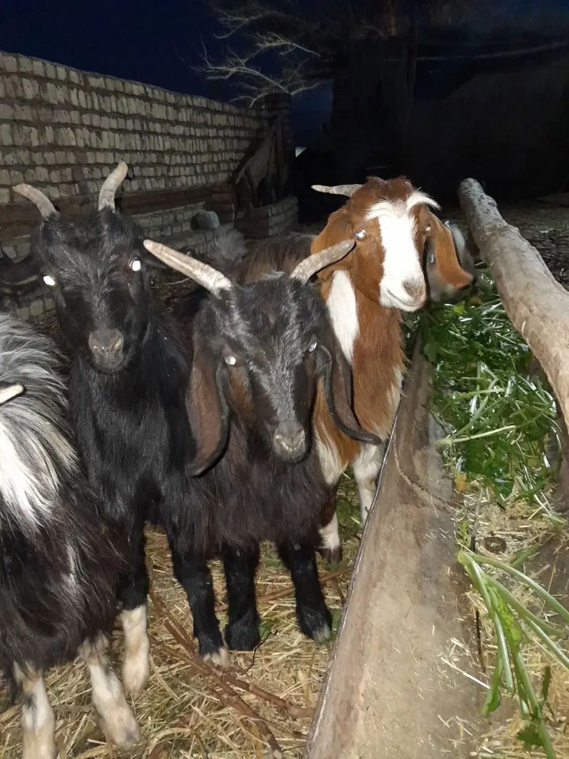 بزغاله ماده|حیوانات مزرعه|جعفرآباد, |دیوار