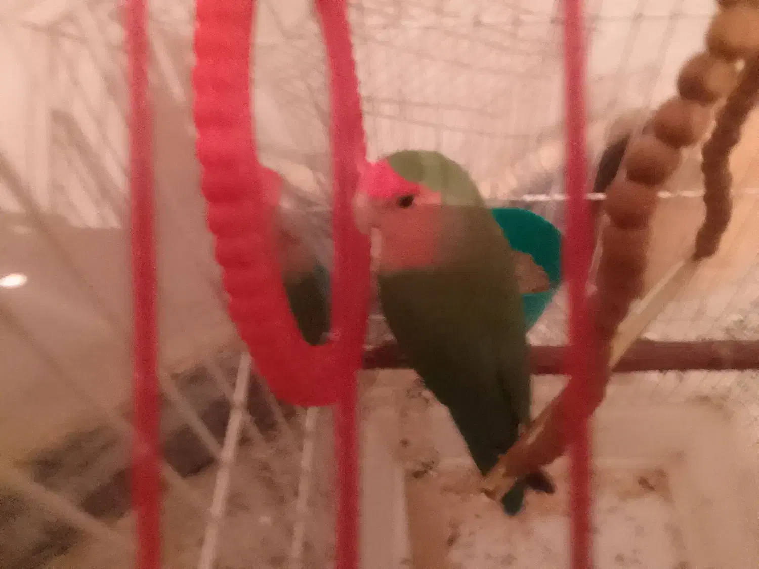 طوطی برزیلی نر|پرنده|شاهینشهر, گرگاب|دیوار