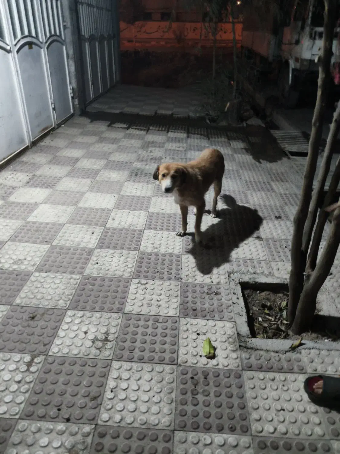 گمشده|حیوانات|مرودشت, فاز اول شهرک فرهنگیان|دیوار