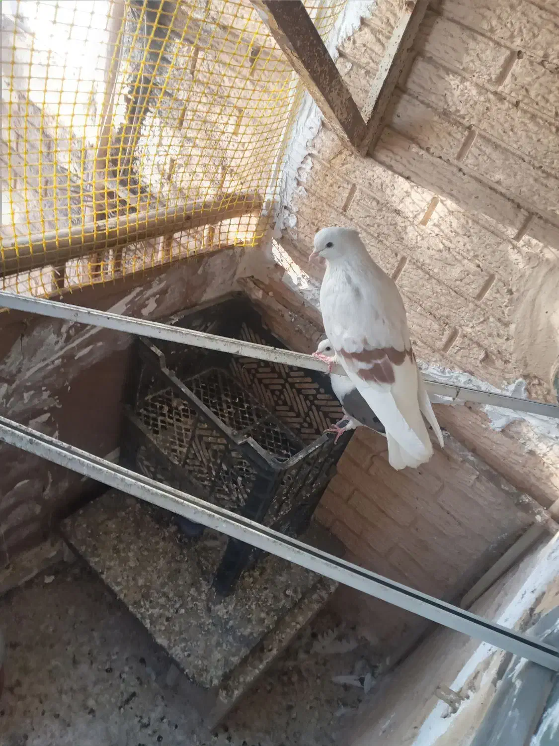 کبوتر|پرنده|رباطکریم, رباطکریم|دیوار