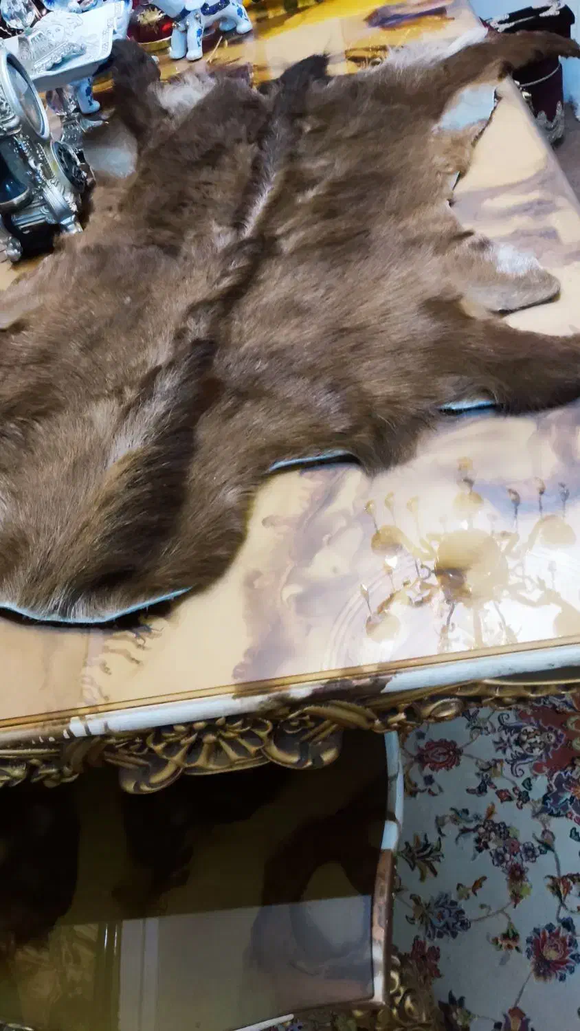 پوست طبیعی بز|صنایع دستی و سایر لوازم تزئینی|تبریز, |دیوار