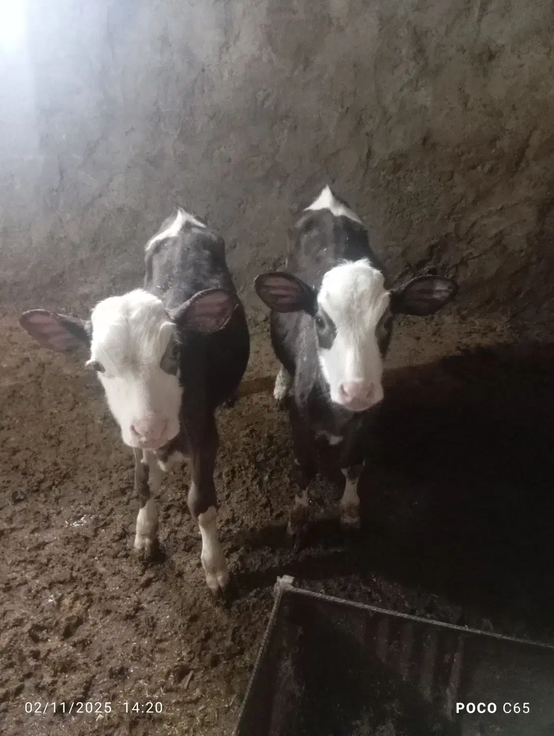 گوساله سمینتال نر ماده|حیوانات مزرعه|دوزین, |دیوار