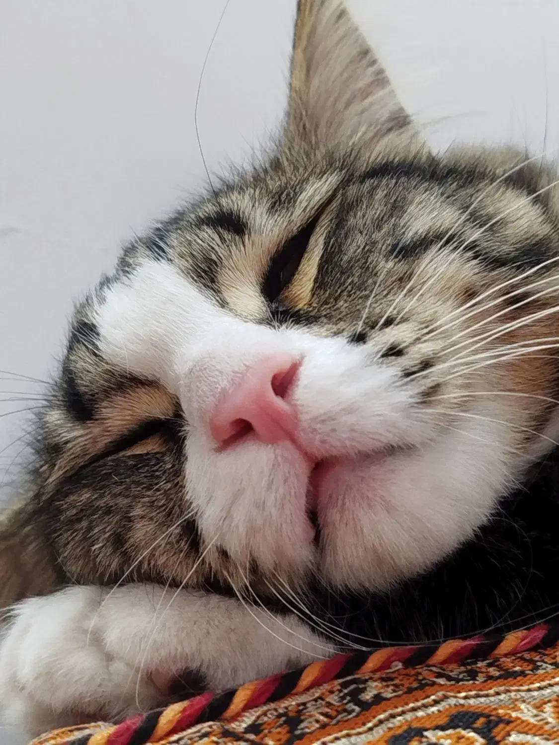 بچه گربه|گربه|هشتگرد, فاز ۱ مهستان|دیوار