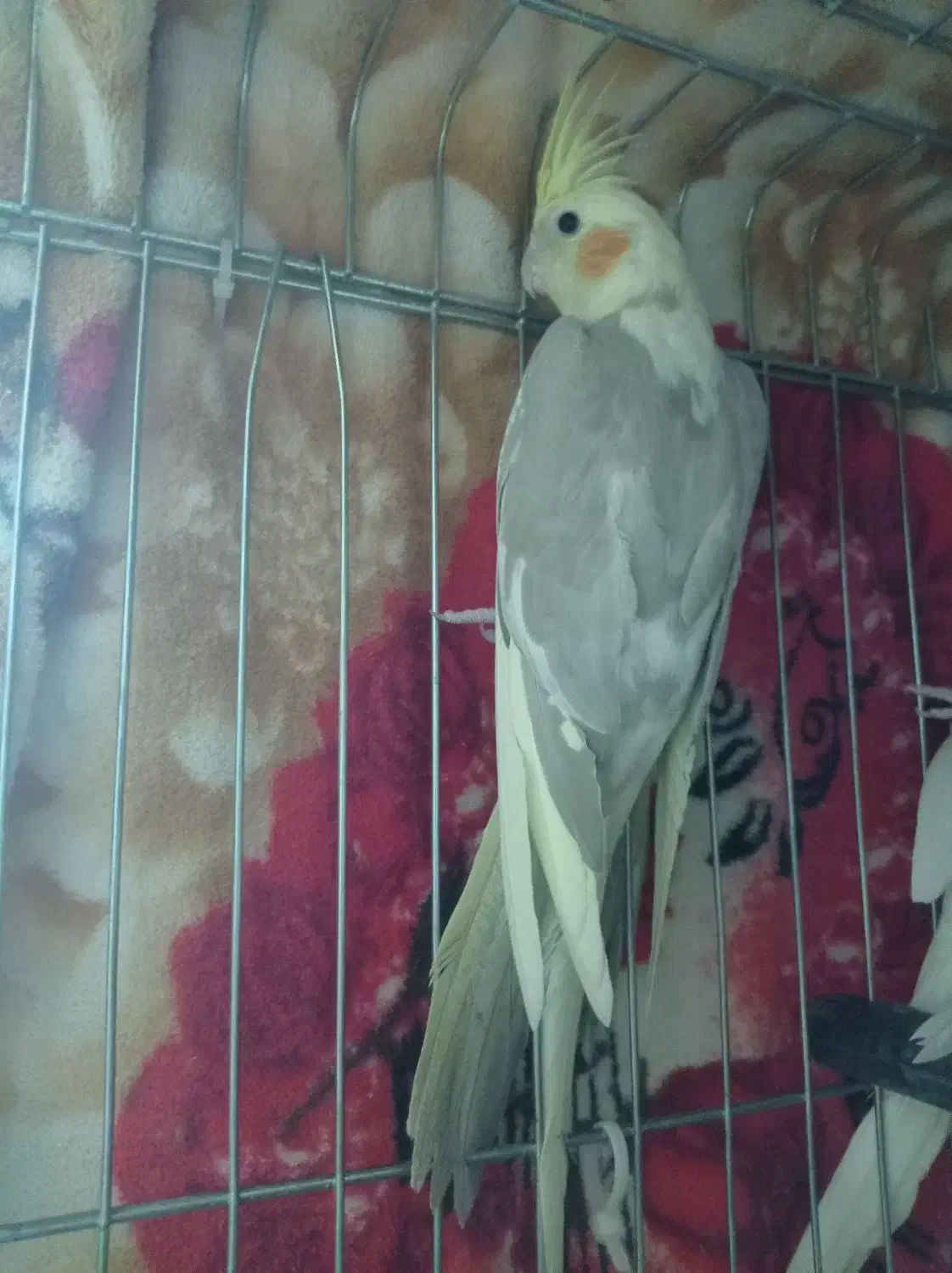 عروس ماده|پرنده|شهریار, شهرک بهاران (ویره)|دیوار