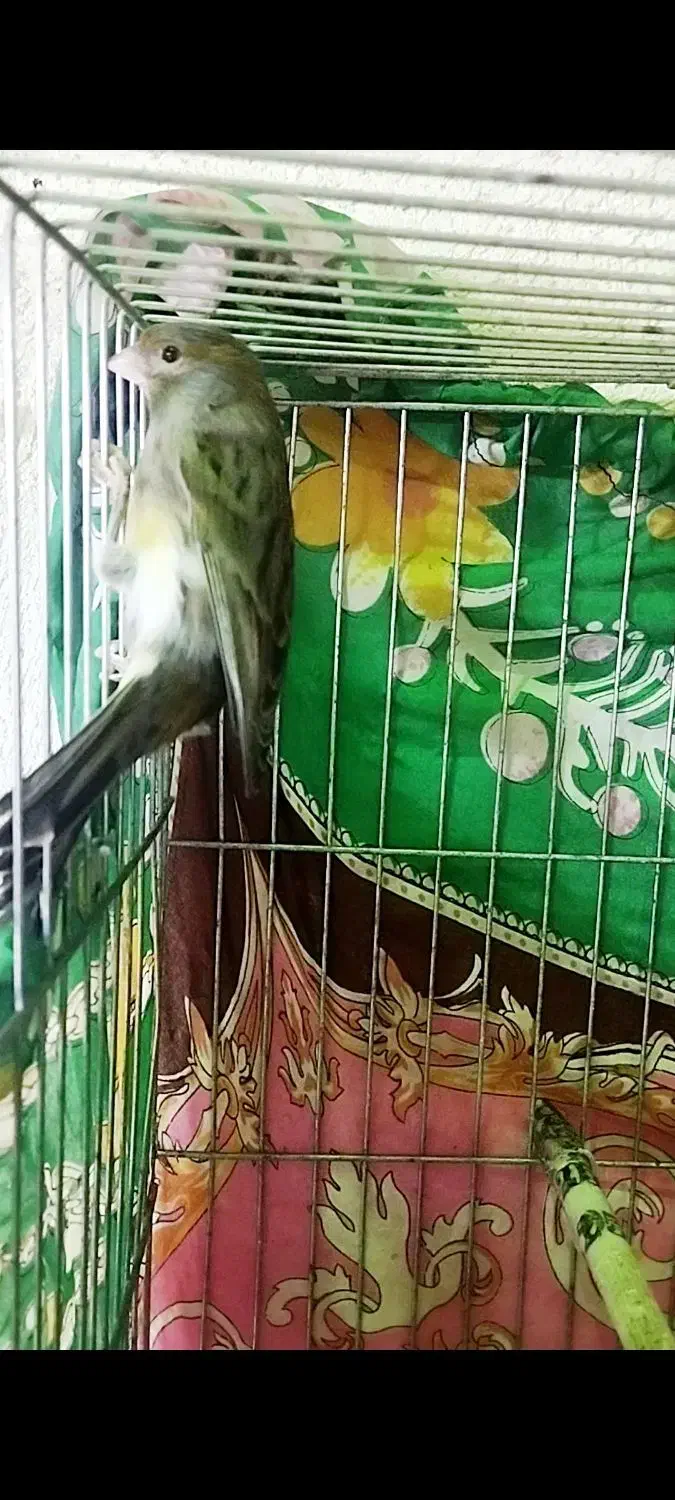 قناری نر بخون  سینه سرخ آماده جف گیری|پرنده|مشگین شهر, |دیوار