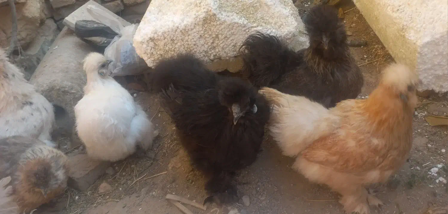 مرغ و خروس ابریشمی|حیوانات مزرعه|اصفهان, سرچشمه|دیوار