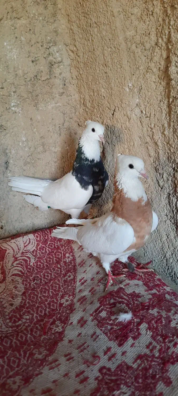 کبوتر|پرنده|شیراز, حومه شیراز|دیوار