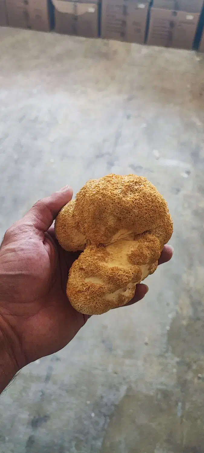 قارچ یال شیر خشک|خوردنی و آشامیدنی|مشهد, جنت|دیوار