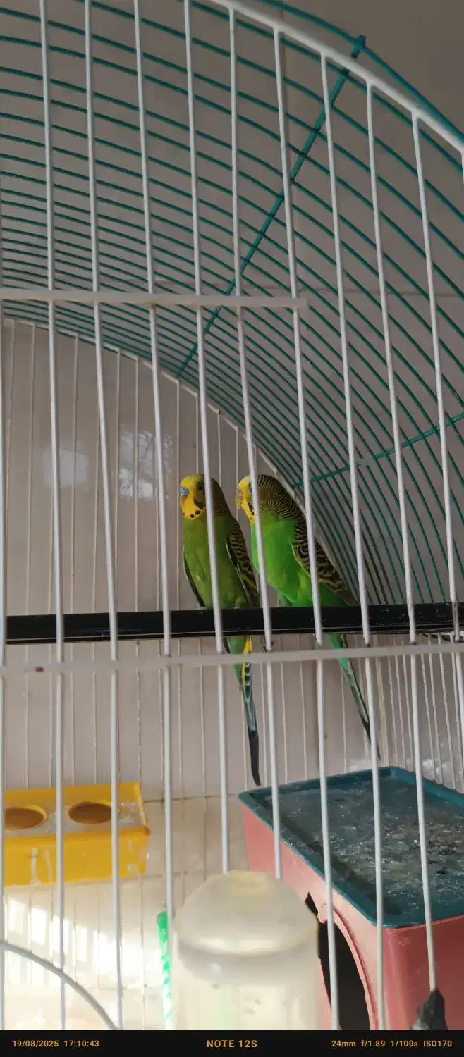 یک جفت مرغ عشق مولد روی تخم|پرنده|اهر, |دیوار