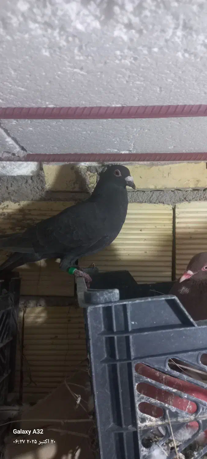 کبوتر|پرنده|گتوند, |دیوار