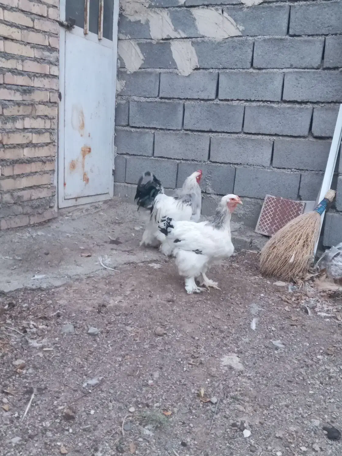 برهما|حیوانات مزرعه|شبستر, |دیوار