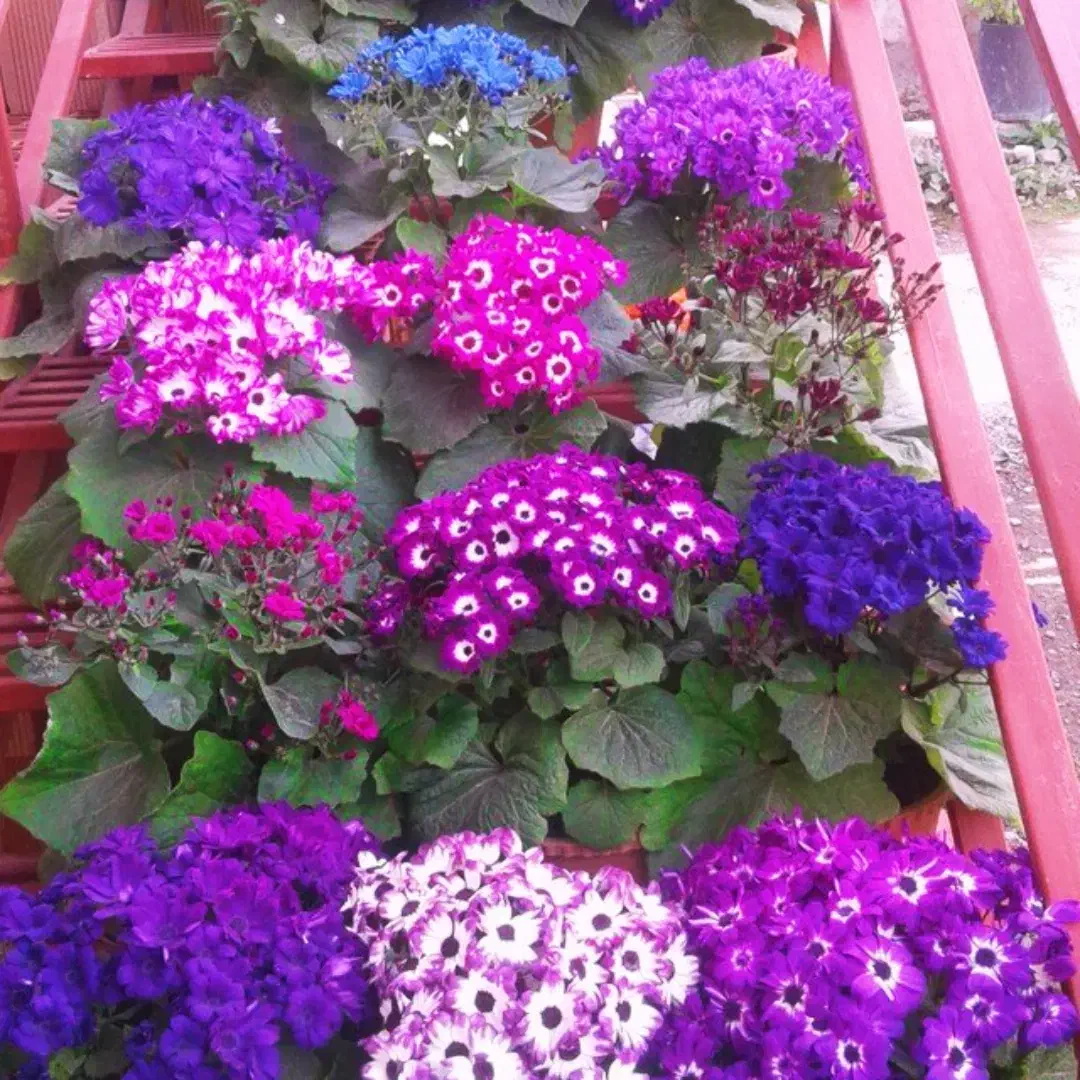 گل سینره|گل و گیاه طبیعی|تالش, هشتپر|دیوار