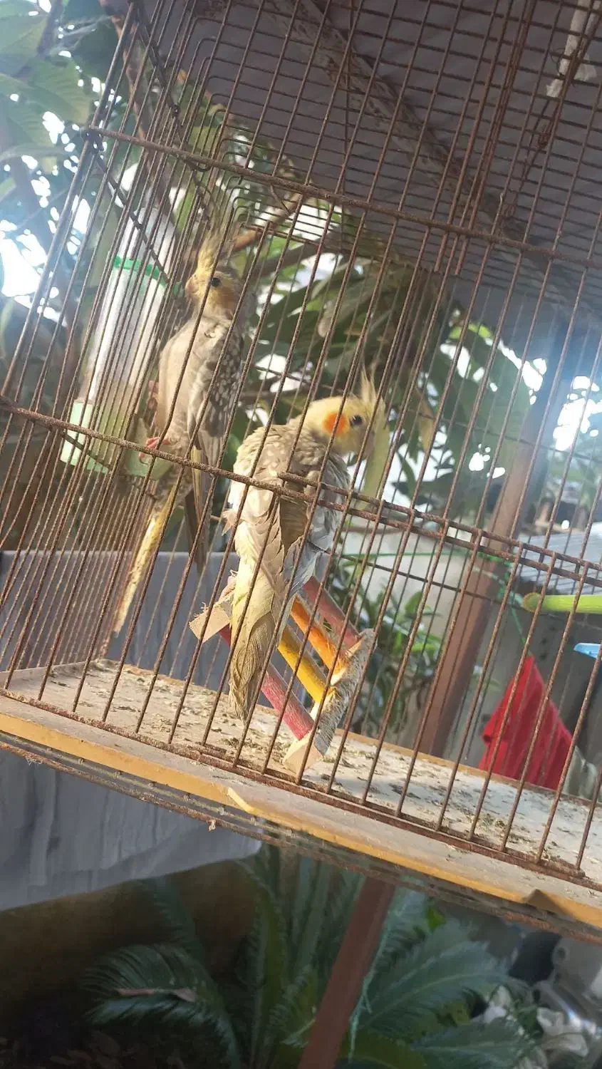 عروس هلندی|پرنده|رشت, دخانیات|دیوار