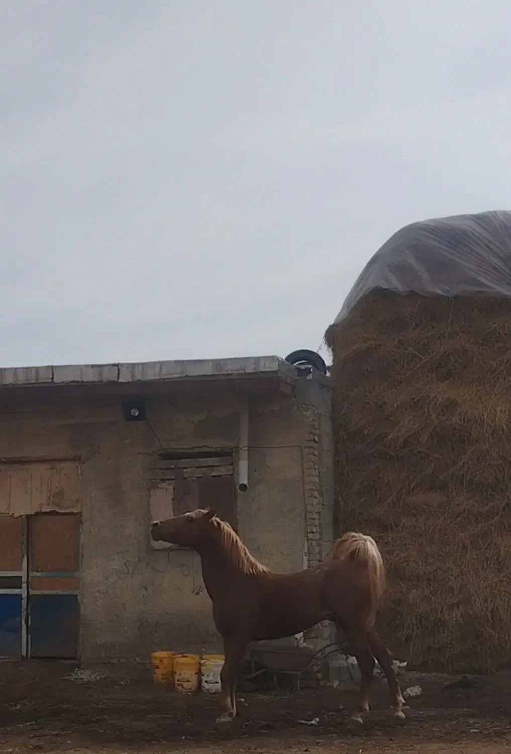 اسب نریان|اسب و تجهیزات اسب‌سواری|ارومیه, |دیوار