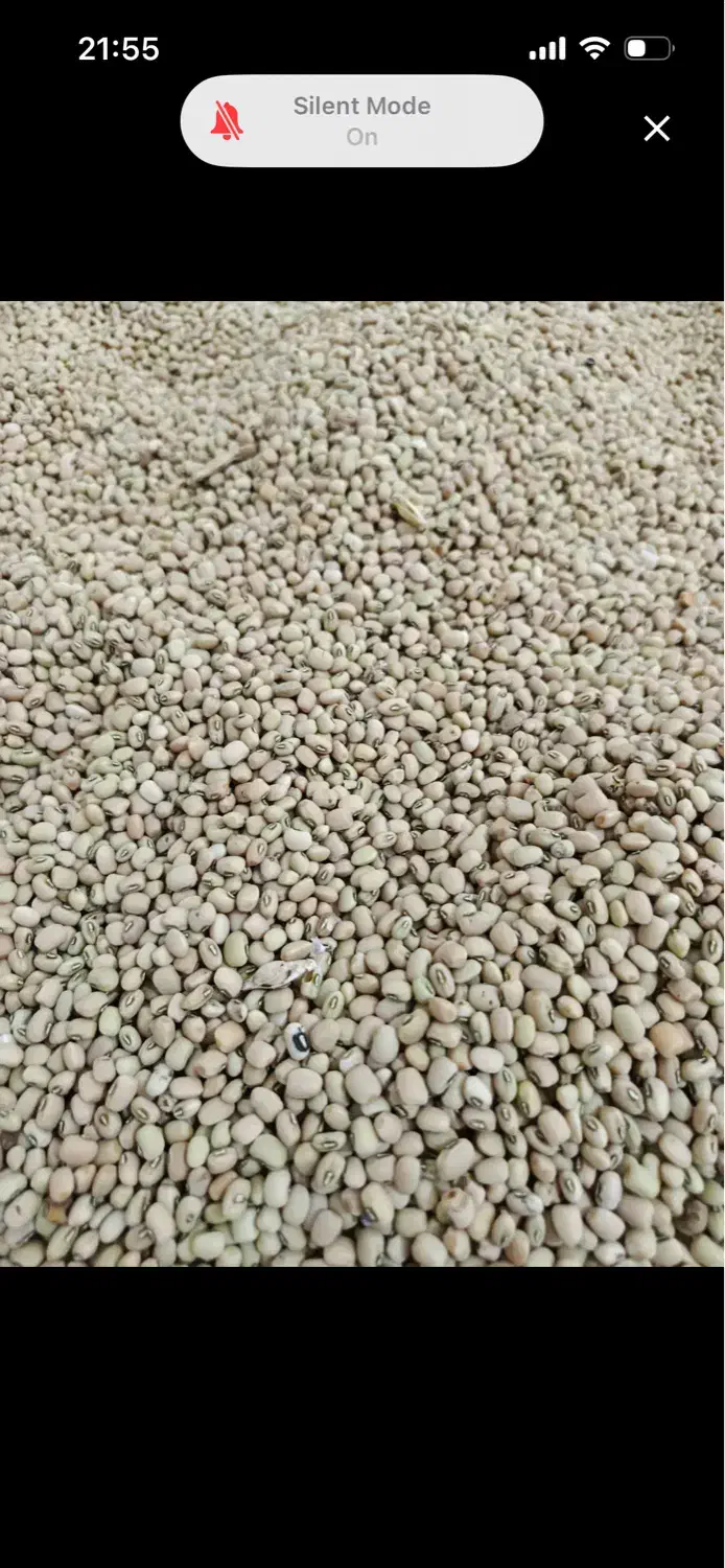 دره شهر فروش لوبیا آشی|خوردنی و آشامیدنی|دره شهر, |دیوار