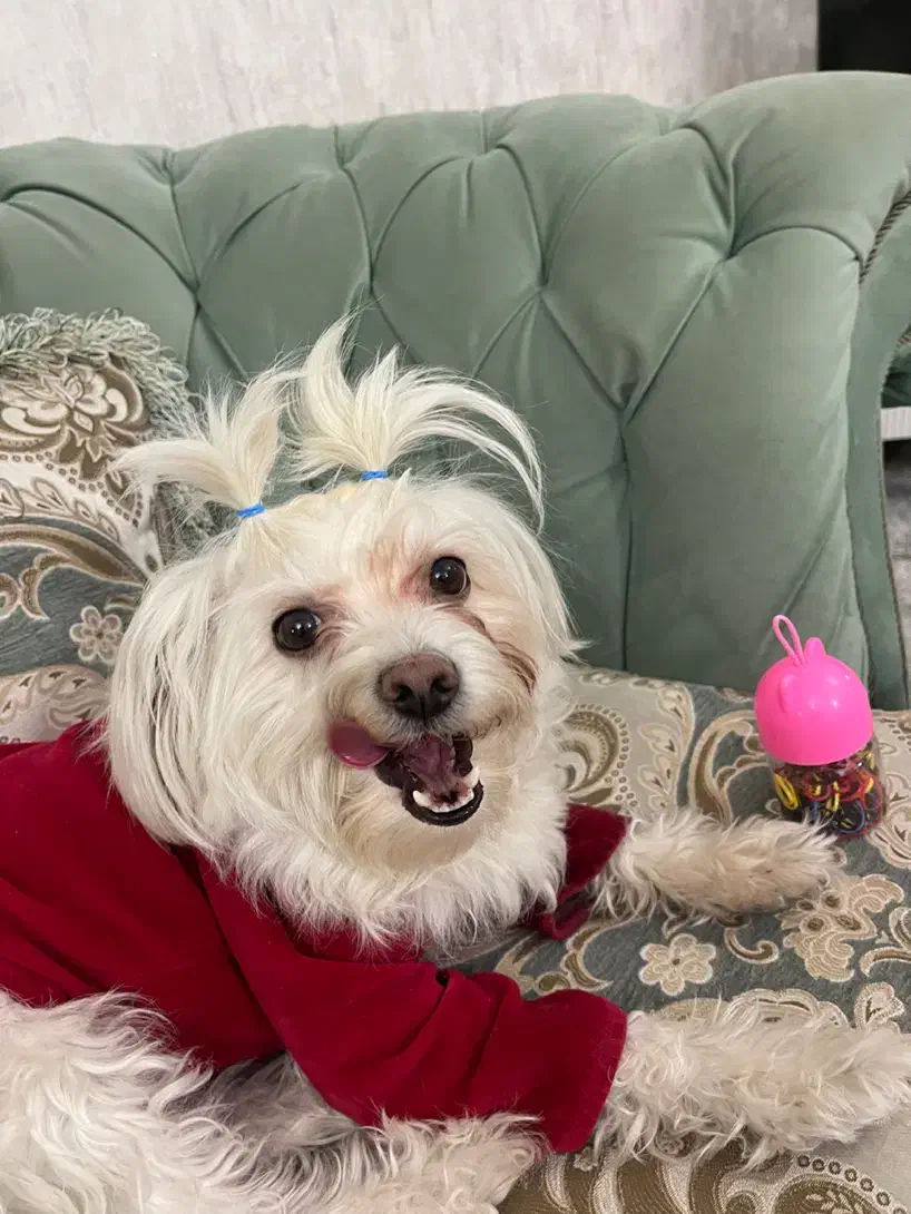 سگ شیتزو|سگ|رباط‌کریم, رباط‌کریم|دیوار