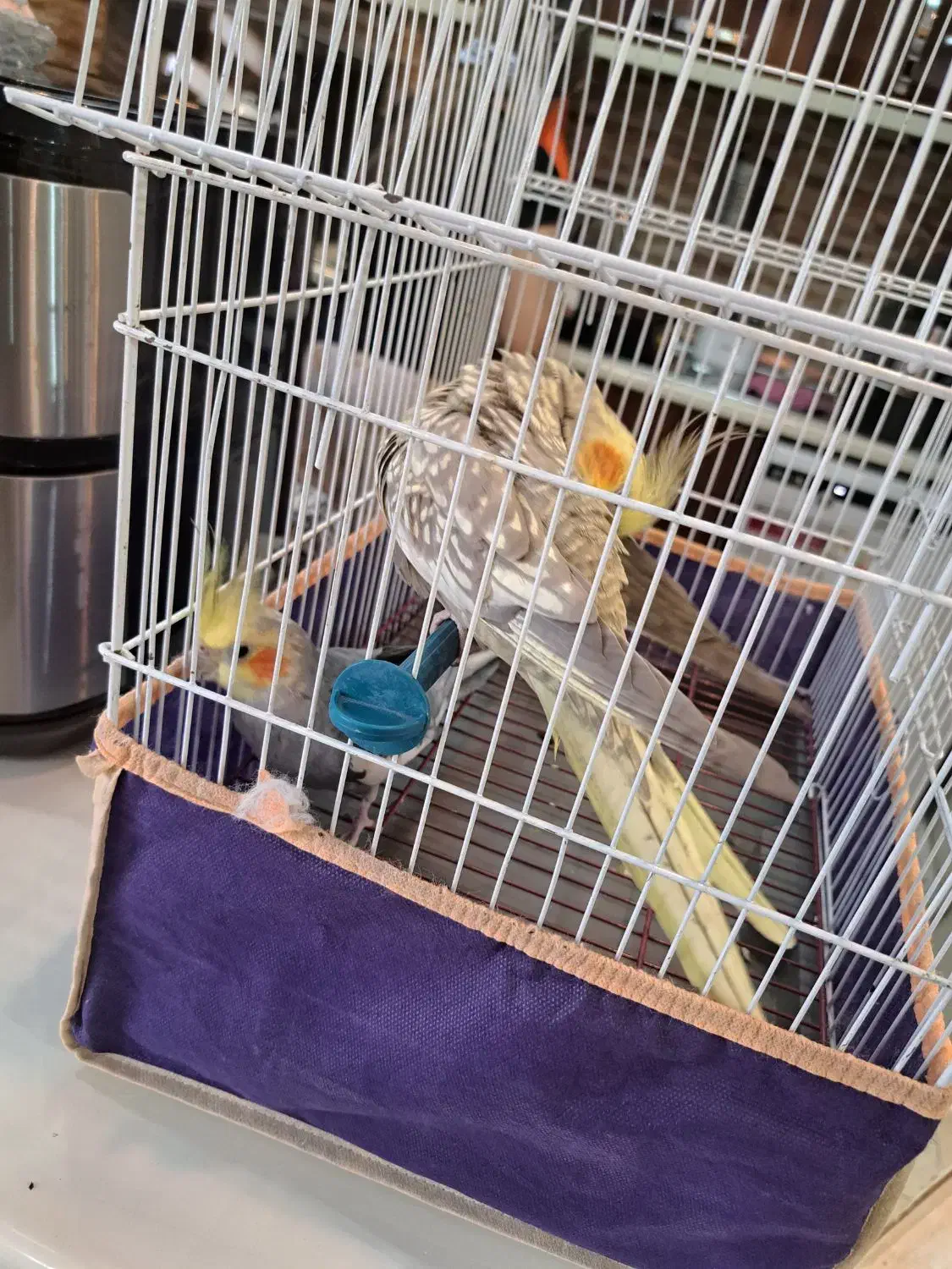 عروس هلندی مولد|پرنده|محمدشهر, شهرک پیام (مهرالبرز)|دیوار