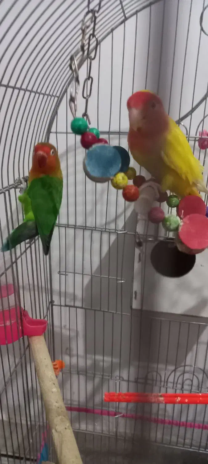 یک جفت کوتوله|پرنده|تربت جام, مطهری|دیوار