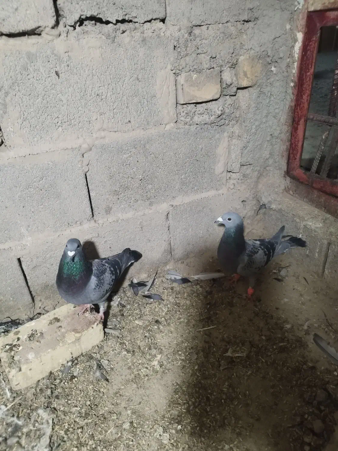 مگس نر|پرنده|زابل, |دیوار