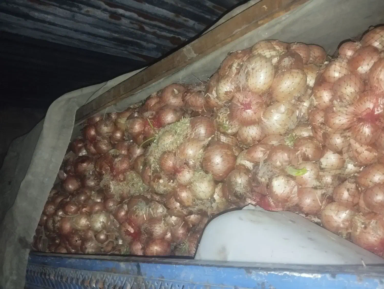 پیاز|خوردنی و آشامیدنی|فیروزه, |دیوار