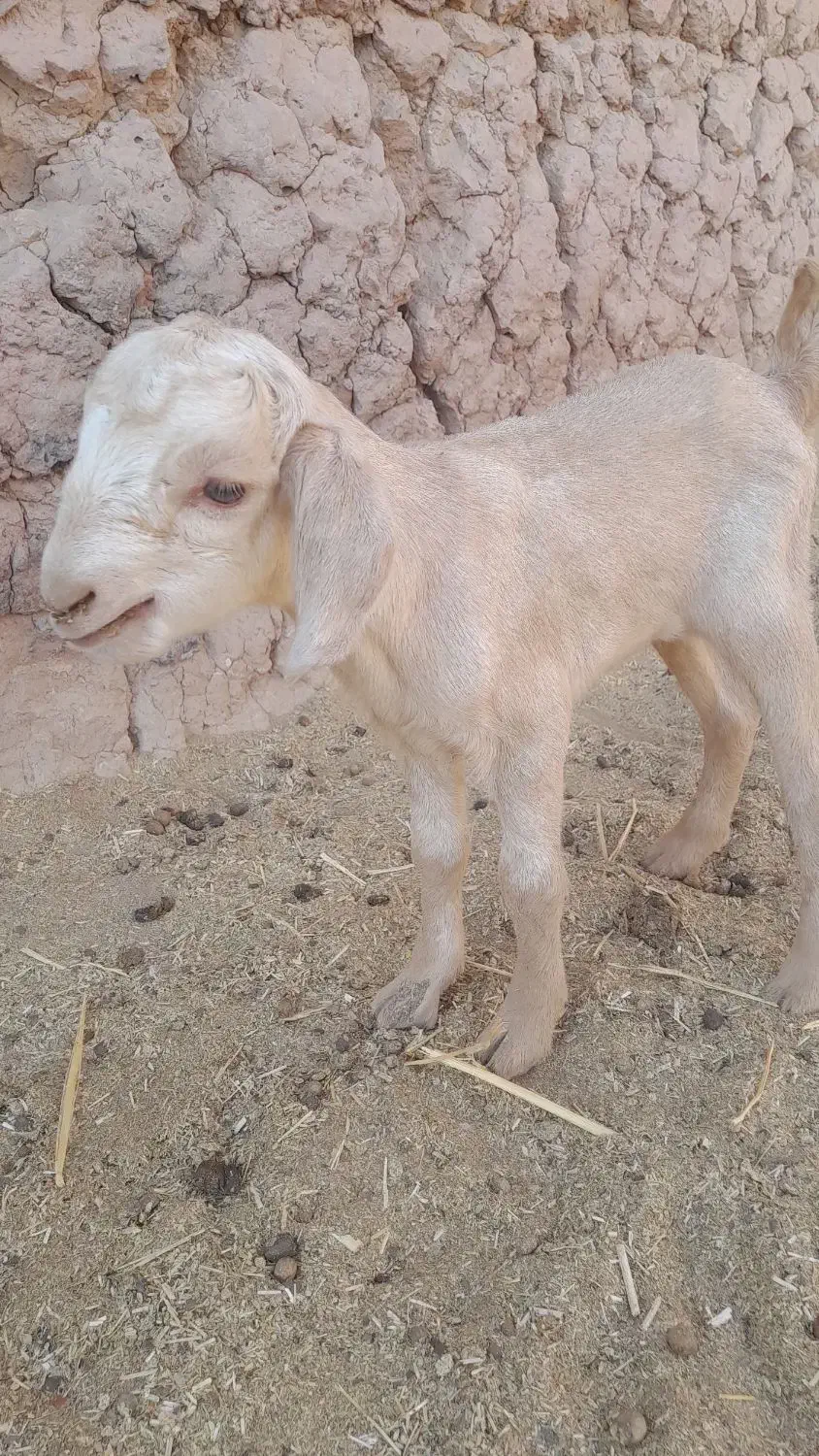 کره بزغاله نر وماده|حیوانات مزرعه|میبد, |دیوار