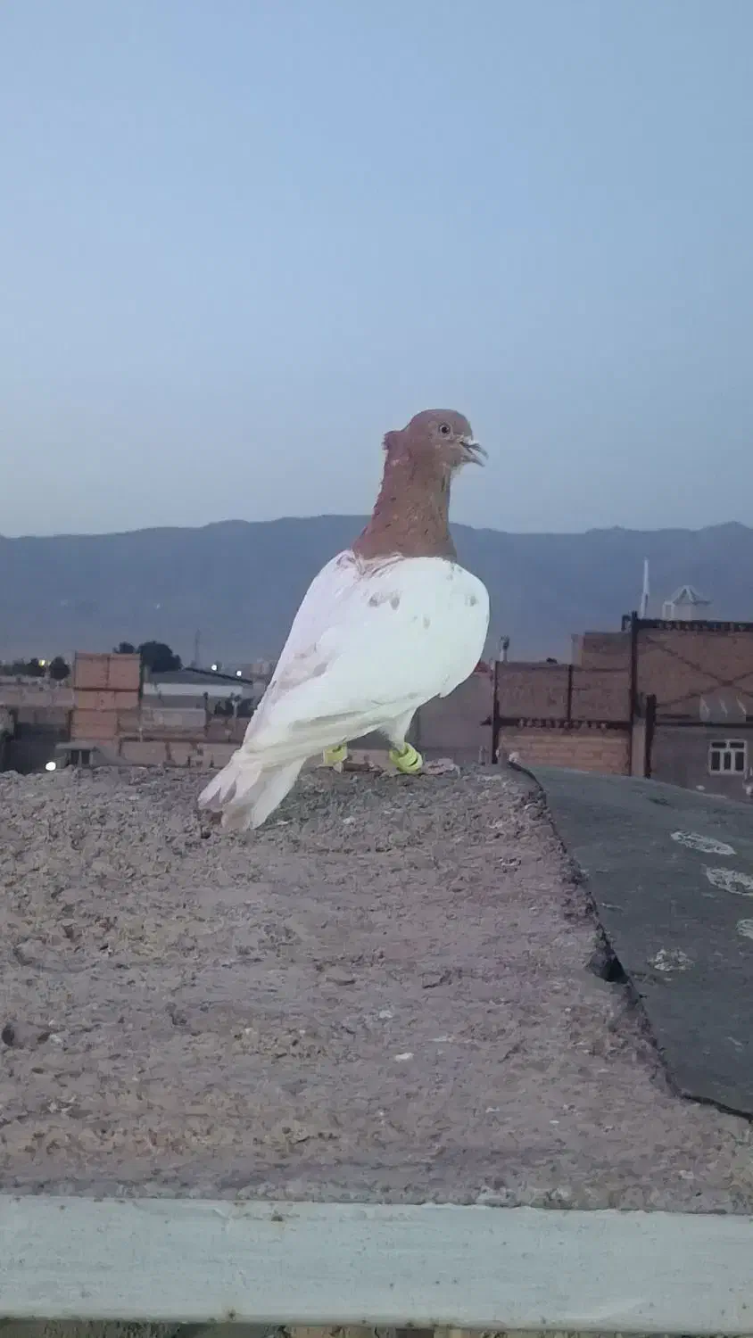 کلاغ طوقی زدوخردی پرشی کبوتر کفتر|پرنده|نیشابور, گنبد سبز|دیوار