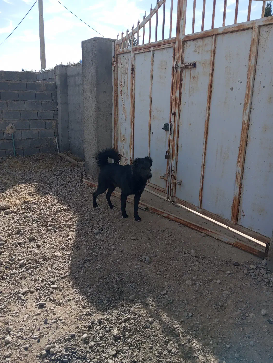 سگ نگهبان|سگ|سروستان, |دیوار