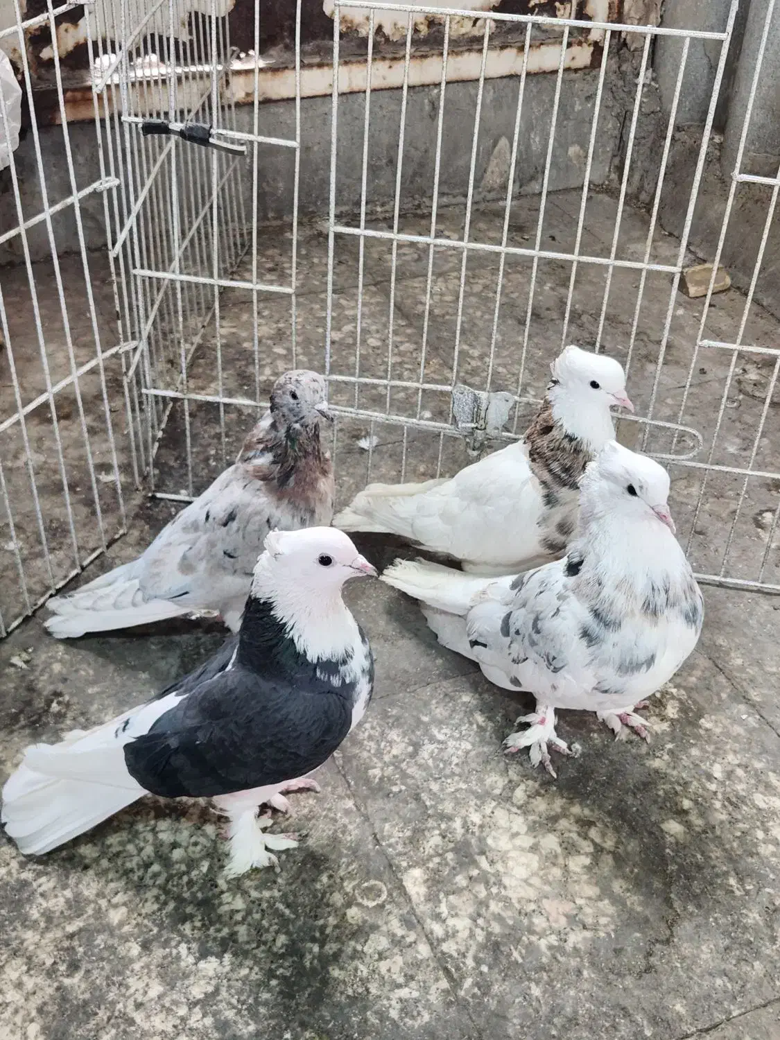 کفتر حراج|پرنده|ری, دیلمان|دیوار